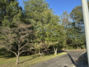 Back Drive & Lower Parking